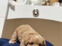 MALTİPOO YAVRUMUZ YENİ YUVASINA HAZIR