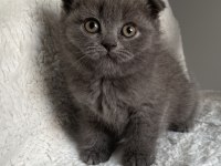 Mükemmel huylu scottish fold yavrumuz