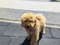 Toy poodle