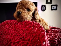 Kore bebekler toy poodle