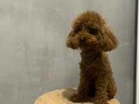 Kore yavrusu a kalite toy poodle red brown dişi erkek
