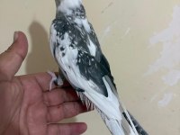 TEK KELİMEYLE KUSURSUZ FULL EVCİL WF ERKEK SULTAN