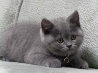 Ayı Kafa British Shorthair Aşıları Yapıldı