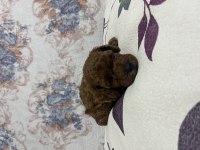 Toy Poodle Bebekler