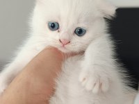 BAL SURATLI KEDİLERİM TESLİME HAZIR