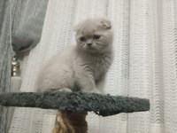 Scottish fold yavrumuz yeni yuvasına gitmeye hazır