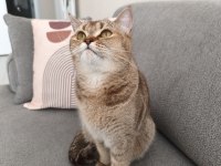 British Shorthair Ücretsiz Sahiplendirme