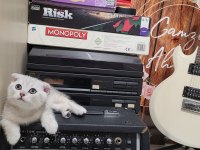 Scottish fold ve british yavru kediler