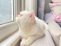 Erkek british shorthair kedimiz