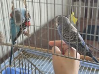 Satılık Ikı Adet Yavru Muhabbet Kuşları
