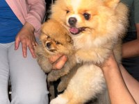 Pomeranian Boo Erkek Yavrumuz