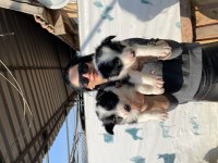 Border collie yavrularım sağlık ve ırk garantilidir
