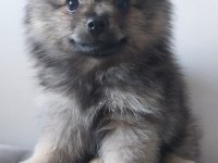 Pomeranian spitz yavrusu