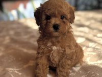 RED KIZIL MALTİPOO YAVRULARI
