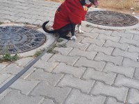 Gece French Bulldog kırması köpeğime yuva arıyorum