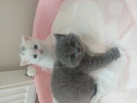 25 günlük yavru sahiplendirilecek british shorthair