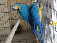 Macaw dişi ve erkek çiftler mevcut