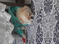 Pekinez acil sahiplendirme