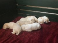 EV ORTAMINDA BÜYÜYEN SAFKAN LABRADOR YAVRULARI