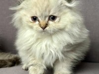 Scottish Fold Longhair Blue point Dünyalar tatlısı yavru