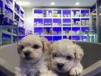 Maltese Terrier
