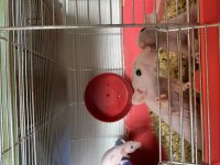 Naked Rattus