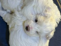 0 numara ev doğumu maltese terrier