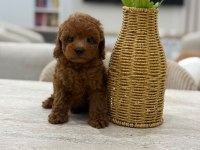 Micro teacup korea poodle