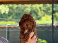 Show Kalite Toy Poodle Köpekler