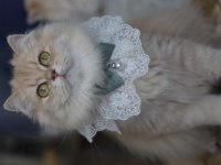 British Longhair Dişi