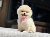 A Kalite Pomeranian Boo