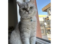 Safkan anne ve baba full şecereli scottish straight