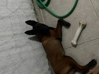 5 Aylık Temel İtaat Eğitimi Mevcut Dişi Malinois
