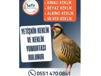 YETİŞKİN KEKLİK VE KEKLİK YUMURTASI