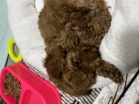 2 Aylık Dişi Toy Poodle