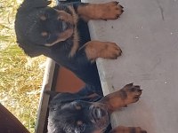 Irk garantili rottweiler yavruları