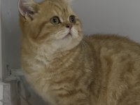 Lilac-Golden-Blue-Golden Tabby Munchkin Kedileri Özel