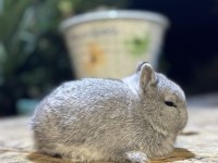 Safkan hollanda lop mini lop ve cüce tavşanlar