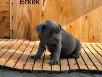 2 aylık üst kalite french bulldog bebekler
