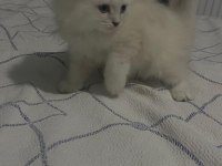 Scottish fold