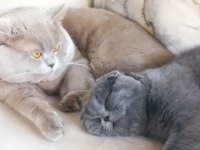 British Shorthair 50 günlük