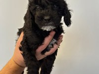 ORJİNAL SİYAH TOY POODLE