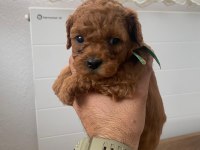 Baba 0 numara anne 01 numara toy poodle