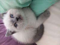 Scottish fold ve british yavru kediler