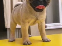 55 Günlük Renk Ve Anatomi Güzeli PugMops Bebekler