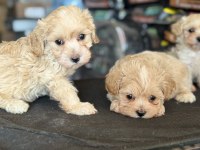 Petmode Köpek Çiftliğinde Ziyarete Açık Maltipoo