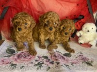 Toy poodle yavrularımız
