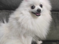 Pomeranian erkek