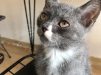 İran ve British Shorthair kurması güzeller güzeli yavru