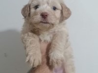 Maltipoo bebekler teslime hazır